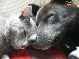 Animales_amorosos_58798.jpg