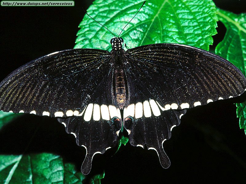 Animals%20Butterflies_Common%20Mormon%20Butterfly,%20Australia.jpg