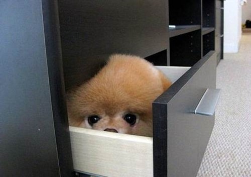animaux-cache-cache-1.jpg