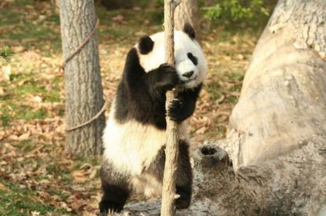 animaux-cache-cache-3.jpg