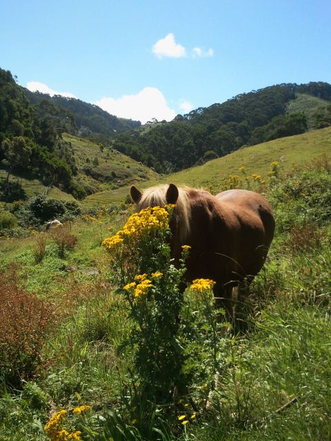 animaux-cache-cache-6.jpg