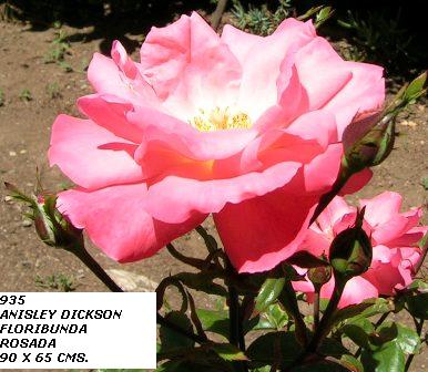ANISLEY%20DICKSON%201.jpg