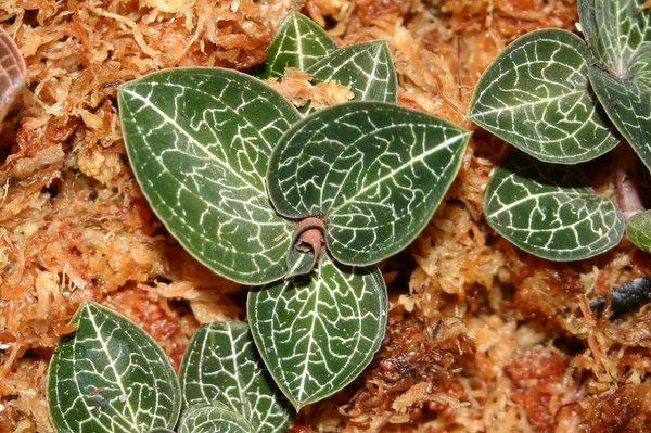 Anoectochilus%20formosanus.jpg