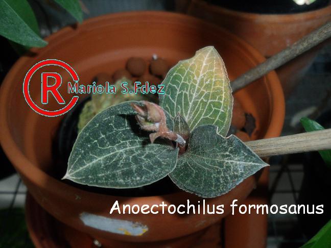 Anoectochilus_formosanus.JPG