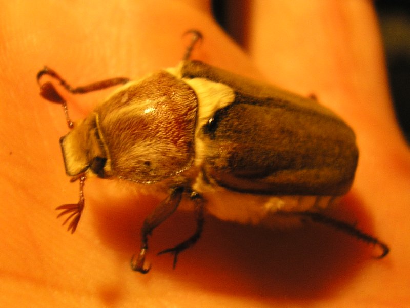 Anoxia%20sp_10209.jpg