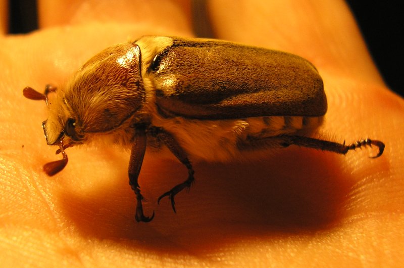 Anoxia%20sp_10212.jpg
