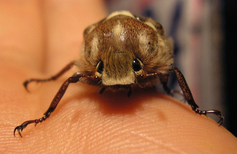 Anoxia%20sp_10220.jpg
