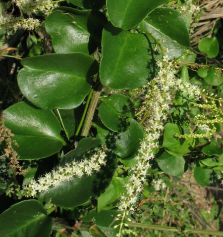 ANRCO-Anredera_cordifolia_t.jpg