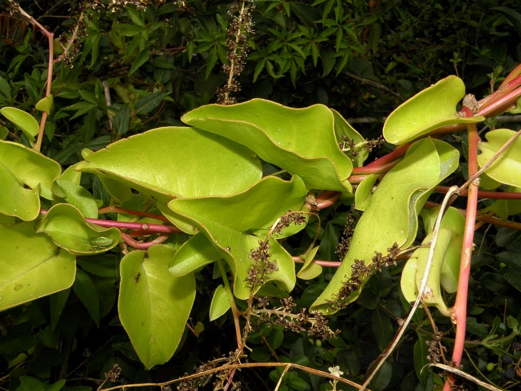 Anredera%2Bcordifolia1.jpg