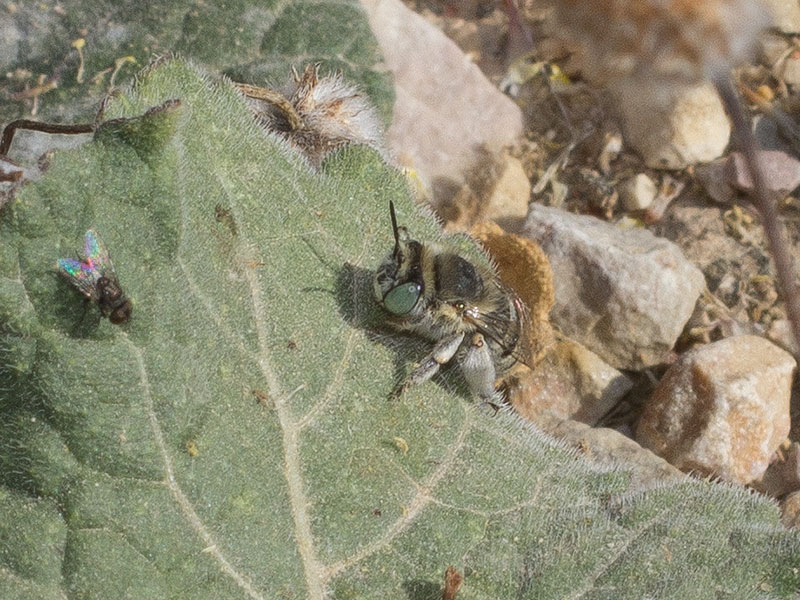 ant1.jpg
