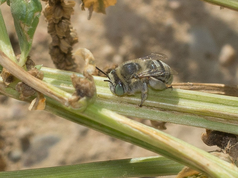ant2.jpg