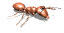 ant_walk_right_md_wht.gif