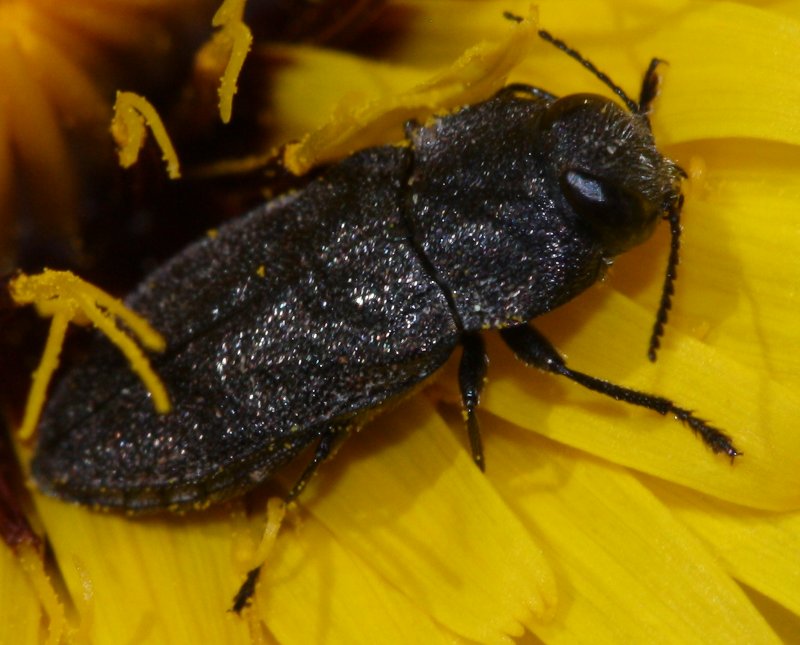Anthaxa%20sp.jpg