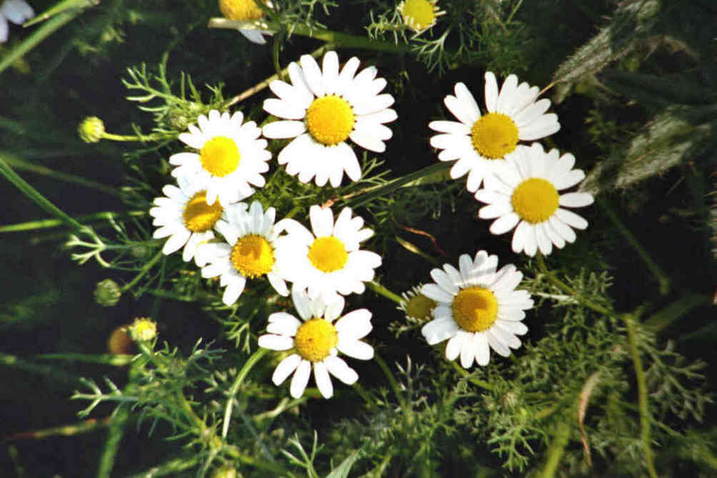 Anthemis_arvensis.jpg