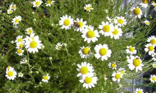 anthemis_nobilis.jpg