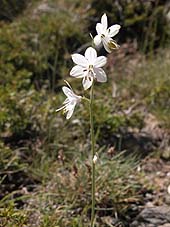anthericumbaeticum6.jpg