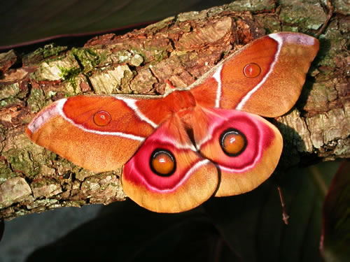 Antherina_suraka.500.jpg