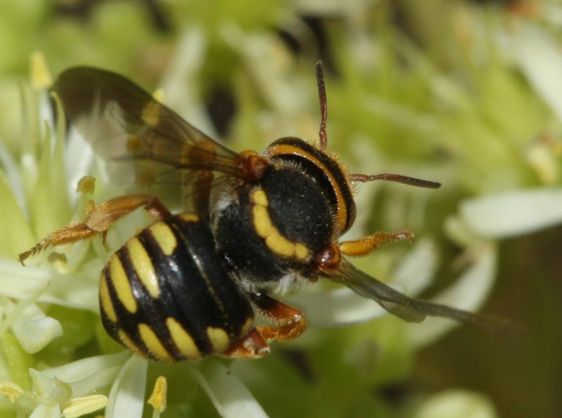 Anthidium%20sp.jpg