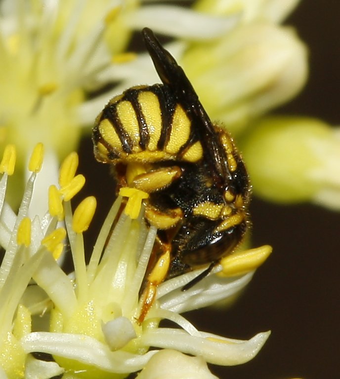 Anthidium%20sp_3316.jpg