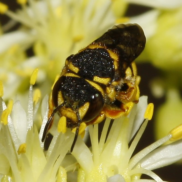 Anthidium%20sp_3317.jpg