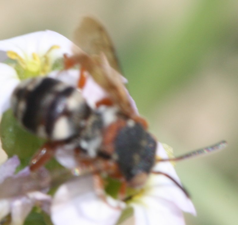 Anthidium%20spgjul.jpg