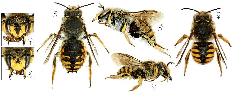 anthidium-manicatum_11jd.jpg