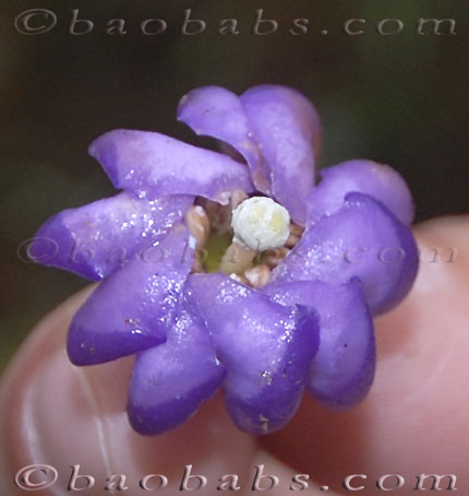 Anthocleista_amplexicaulis.jpg