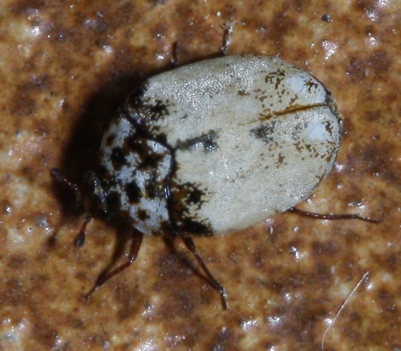 Anthrenus%20sp_2503.jpg