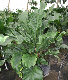 Anthurium%20hookeri%20form.jpg