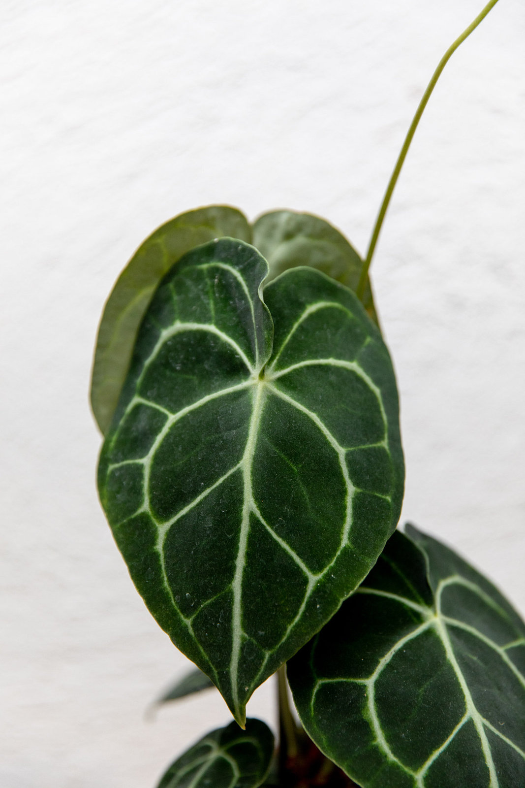 Anthurium+clarinervium.jpg