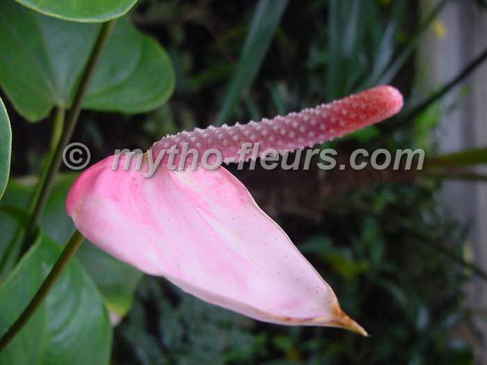 anthurium_andreanum.JPG