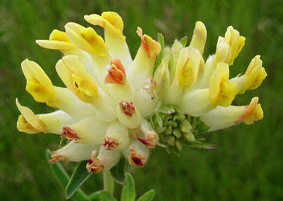 anthyllis%20fleur.jpg