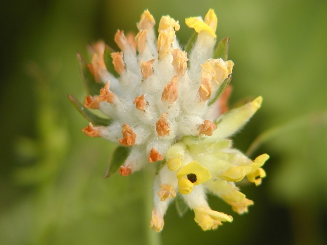 Anthyllis%20vulneraria%2000003.JPG