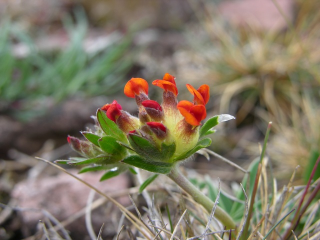 Anthyllis%20vulneraria%2000005.JPG