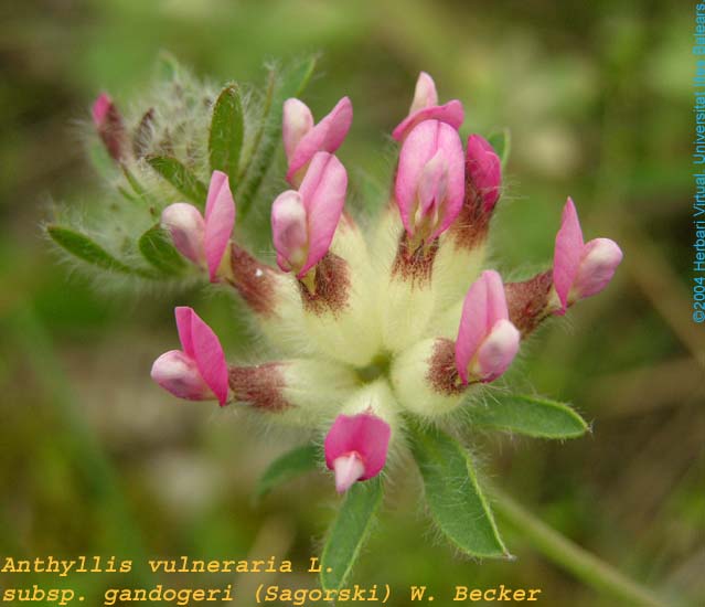 Anthyllis%20vulneraria.subsp.gandogeri(infl)_f_s.jpg
