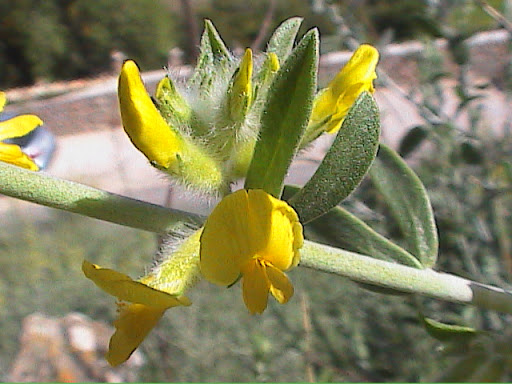 Anthyllis+cytisoides+-+BOTJA+DE+CUQUES+2.jpg
