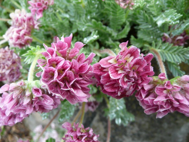 Anthyllis_montana_612.JPG