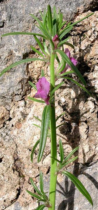 antirrhinum.jpg