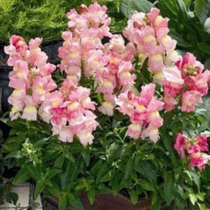 Antirrhinum-majus-Apple-Blossom-300x300.jpg