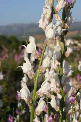 Antirrhinum_barrelieri.jpg