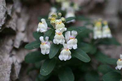 Antirrhinum_pertegasii.jpg