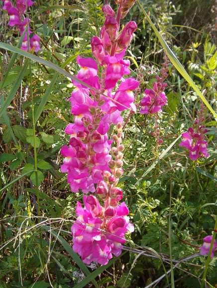 AntirrhinummajusScrophulariaceae.jpg