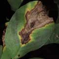 antracnosis-colletotrichum.jpg