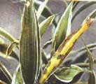 antracnosis-dracaena.jpg