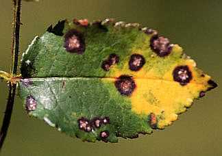 antracnosis3.jpg