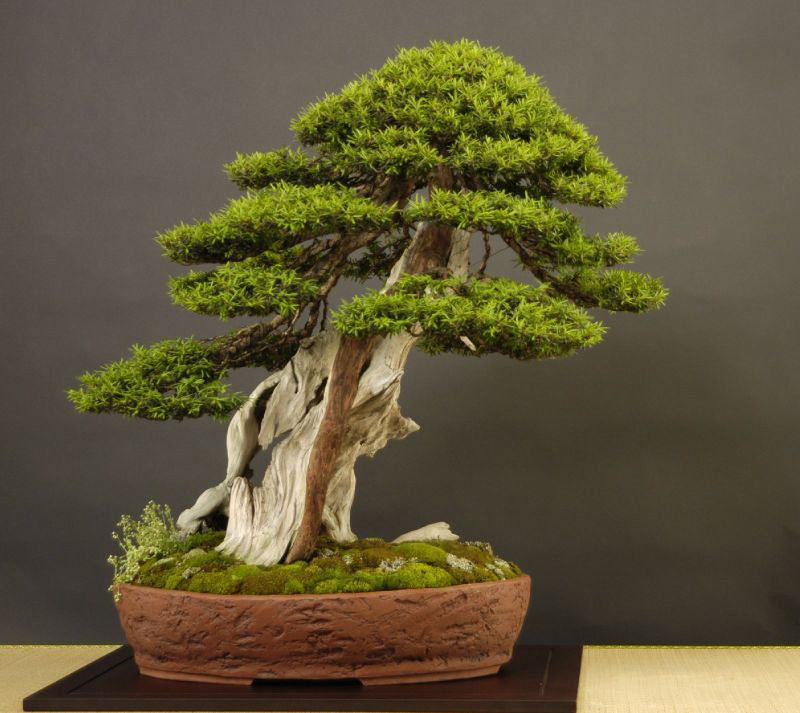 aob_002_taxsua_cuspidata.jpg