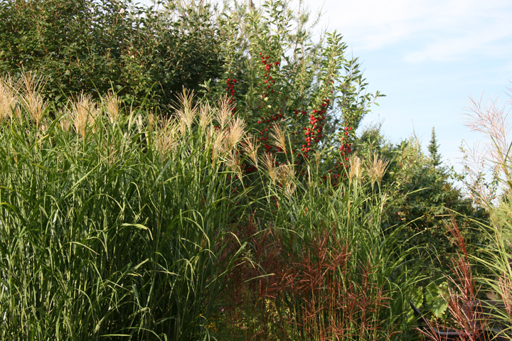 Aot2012-09139039.jpg