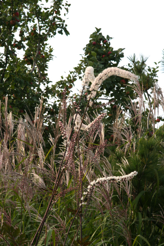Aot2012-09139045.jpg