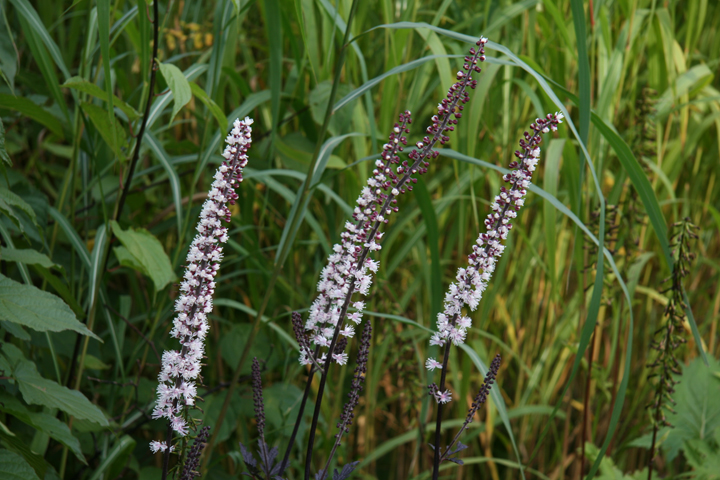 Aot2012-09139050.jpg