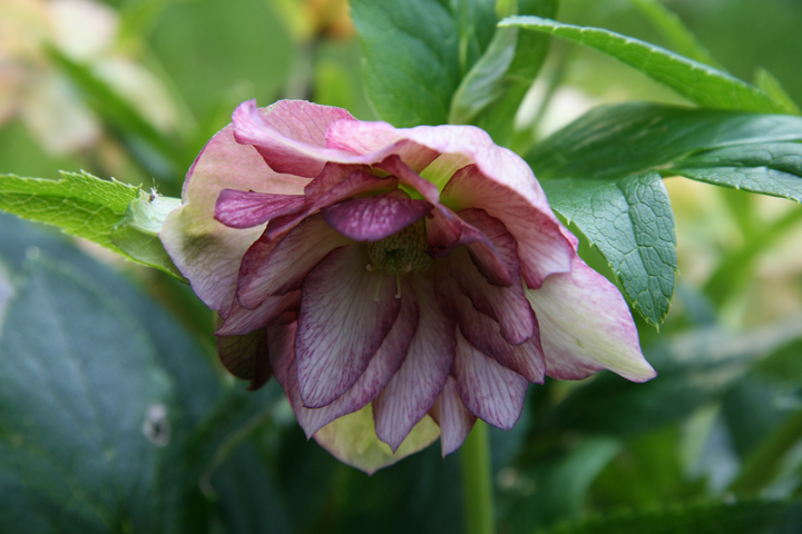 Aot2012-09139054.jpg